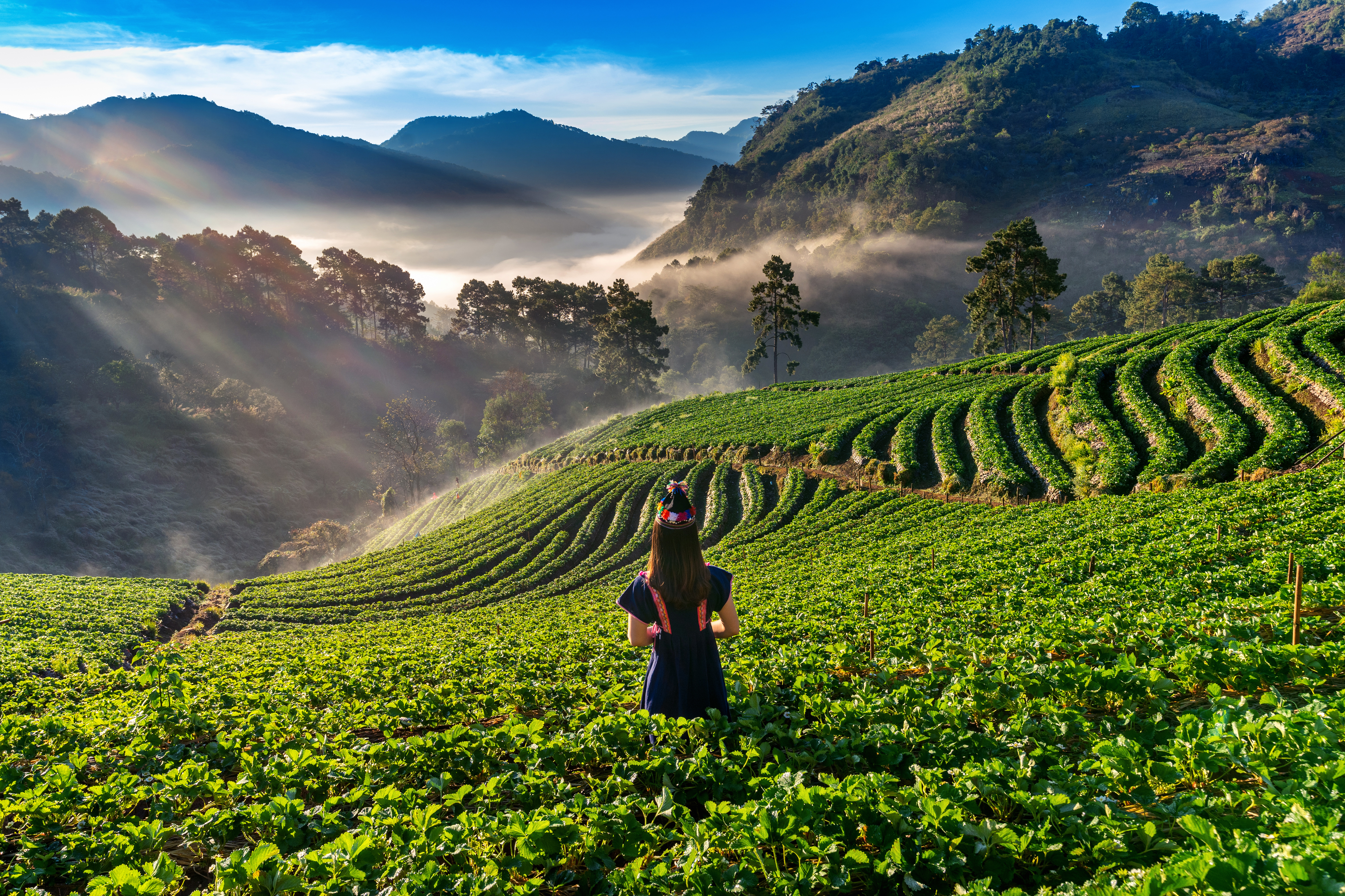 Cameron Highlands tea plantation - scenic highland tour package with strawberry farm and rose garden visits